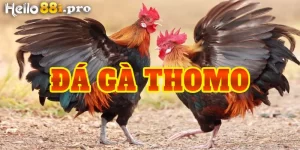 Đá gà Thomo